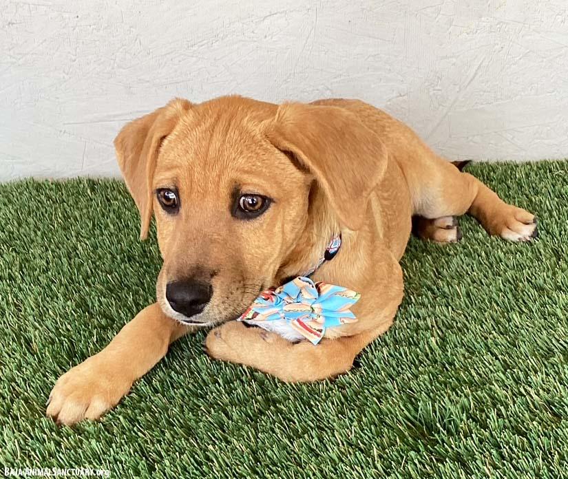 Scarlett, an adopted mixed breed in San Diego, CA image 2/3
