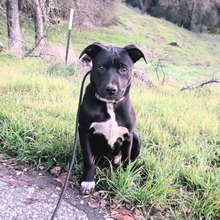 5 Month Old Puppies- Courtesy Listing, ADOPTABLE, Young Female Beagle & Shepherd.