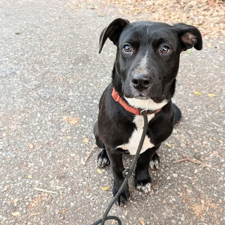 Enlarge 5 Month Old Puppies- Courtesy Listing, a ADOPTABLE mixed breed in Grass Valley, CA image 2/4