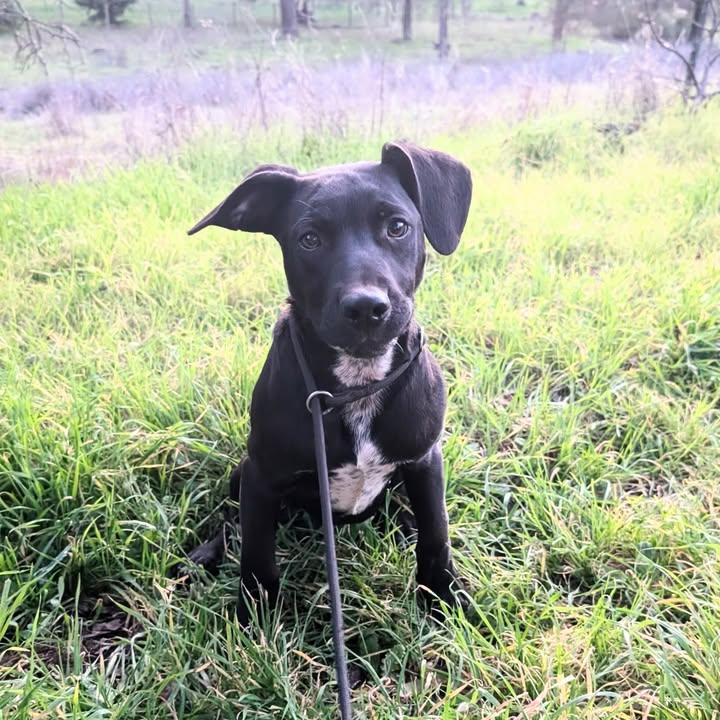 Oreo- Courtesy Listing, ADOPTABLE, Young Female Beagle & Shepherd.