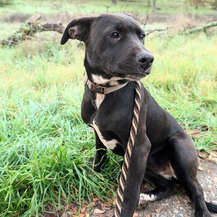 Enlarge 5 Month Old Puppies- Courtesy Listing, a ADOPTABLE mixed breed in Grass Valley, CA image 4/4
