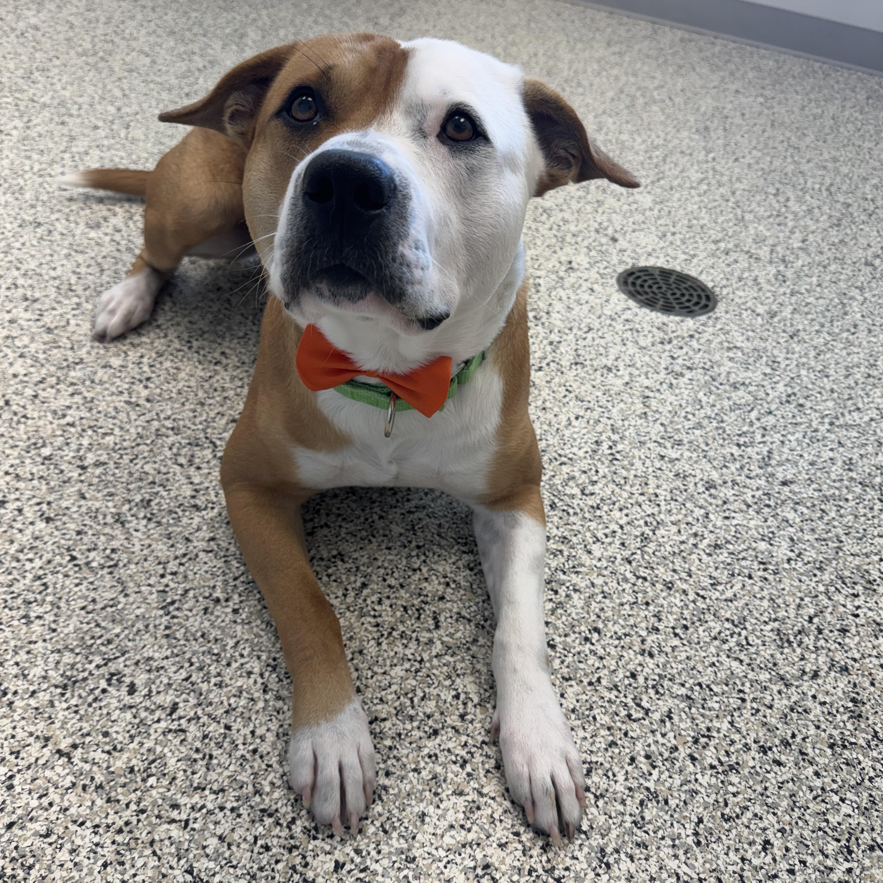 Chance, a Adoptable American Bully in Liberty, MO image 2/6