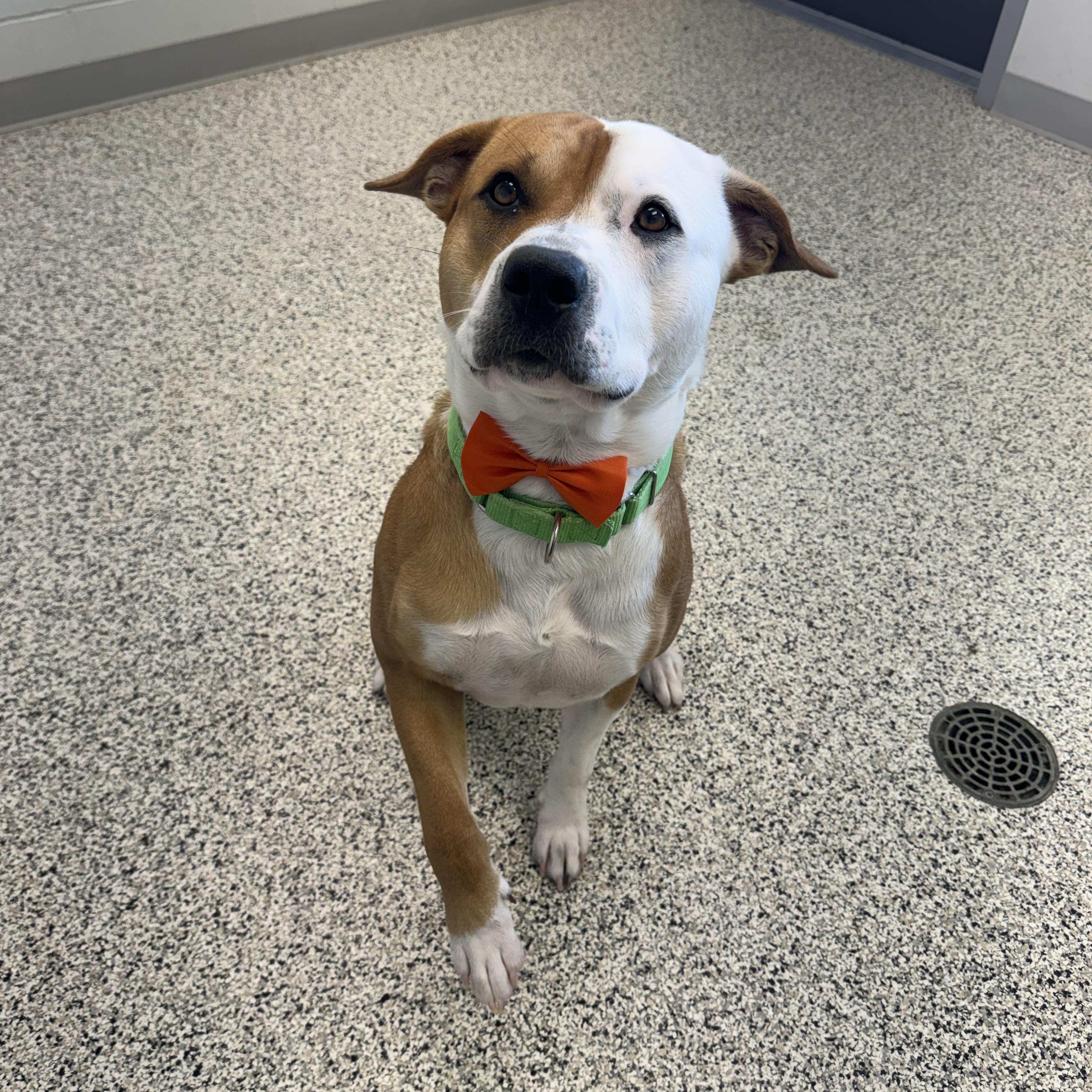 Chance, a Adoptable American Bully in Liberty, MO image 1/6
