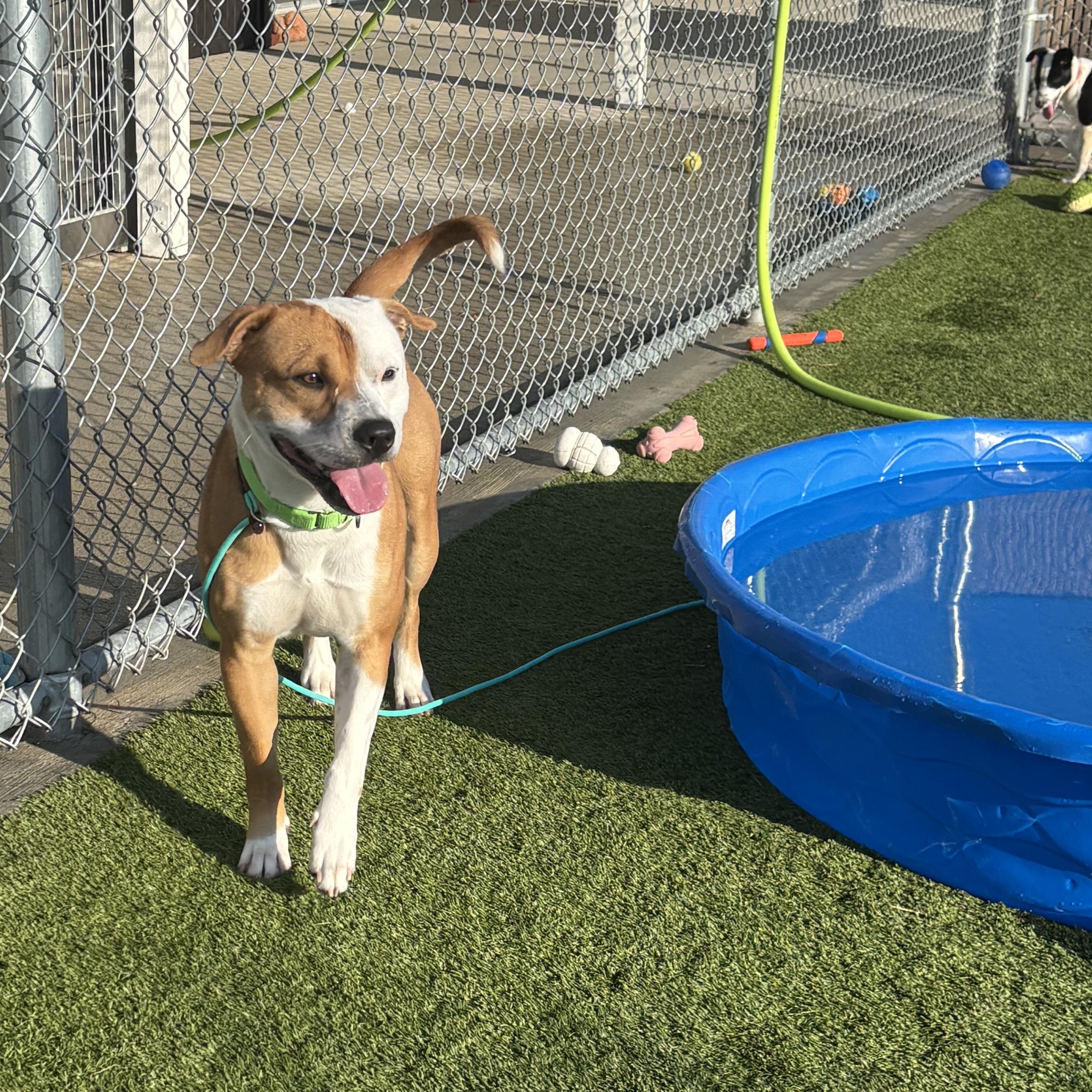 Chance, a Adoptable American Bully in Liberty, MO image 3/6