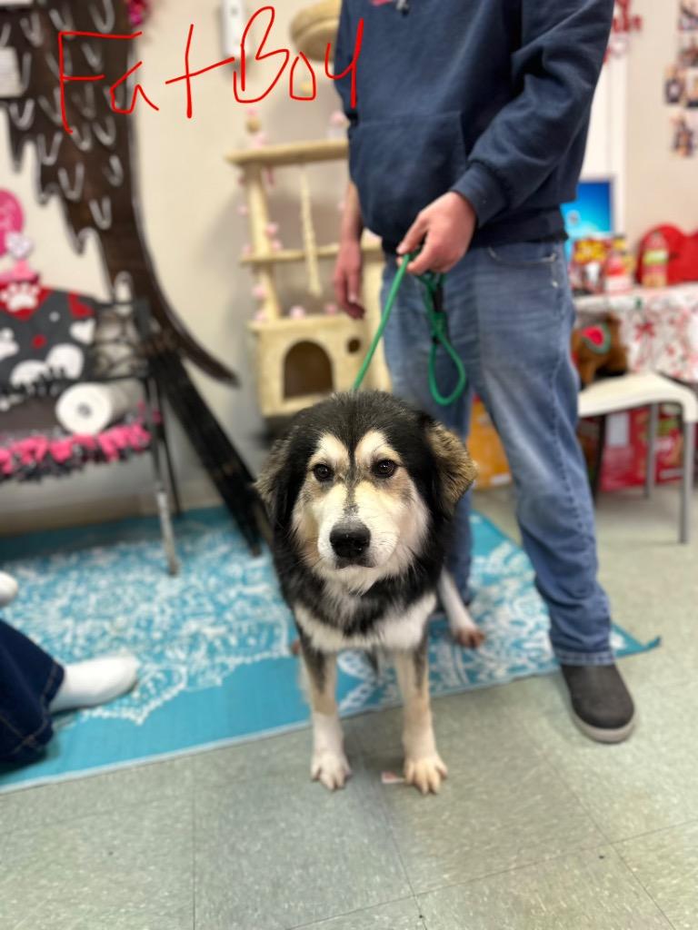 Enlarge Fat Boy, a Adoptable mixed breed in Albany, GA image 1/5