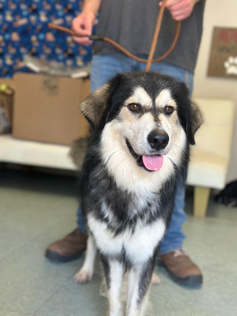 Fat Boy, Adoptable, Adult Male Alaskan Malamute & Mixed Breed.