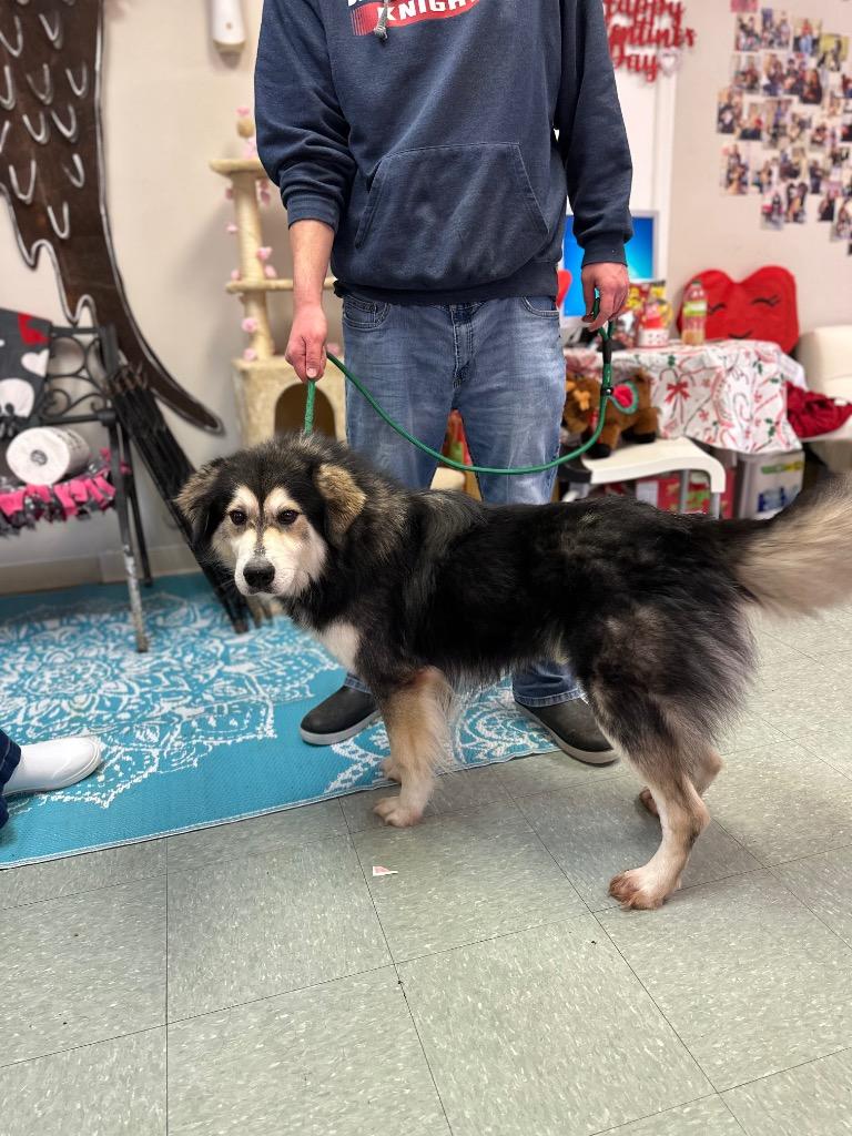 Enlarge Fat Boy, a Adoptable mixed breed in Albany, GA image 2/5