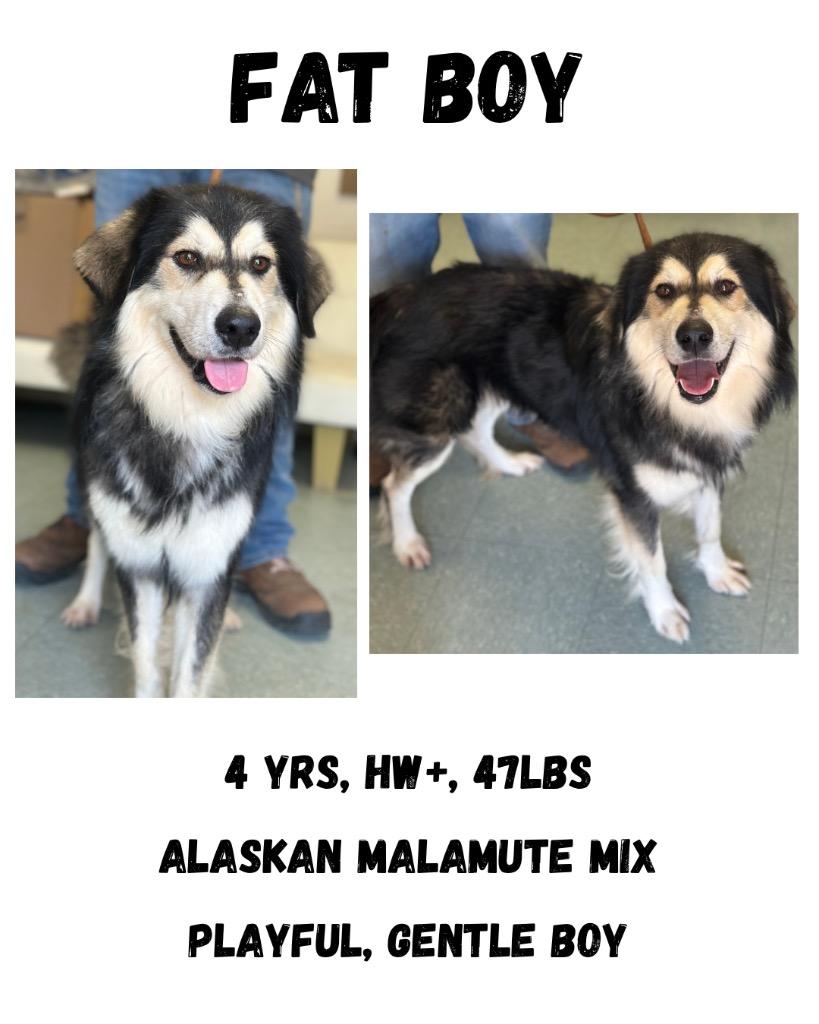 Enlarge Fat Boy, a Adoptable mixed breed in Albany, GA image 2/3