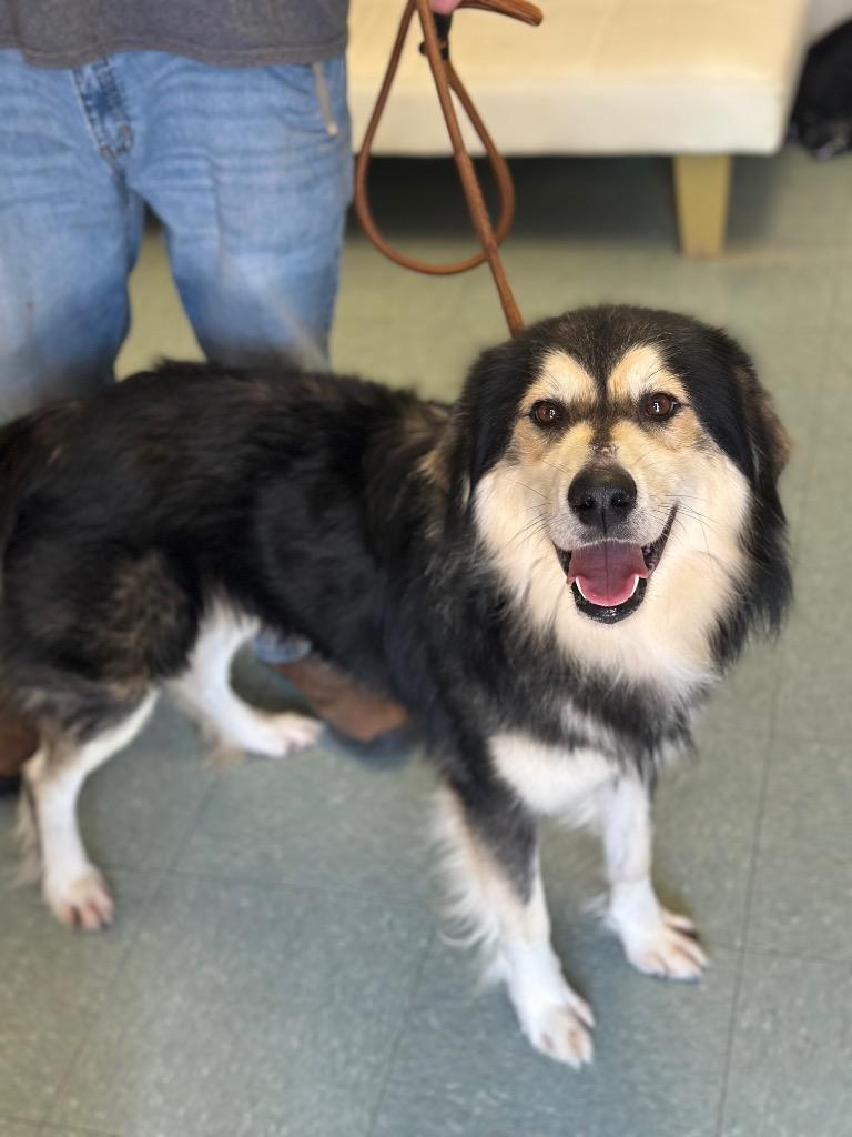 Enlarge Fat Boy, a Adoptable mixed breed in Albany, GA image 3/3