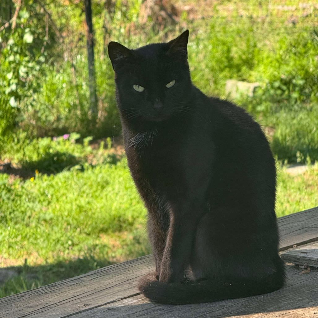 Enlarge Envy, a Adoptable Bombay in Nashville, GA image 1/2