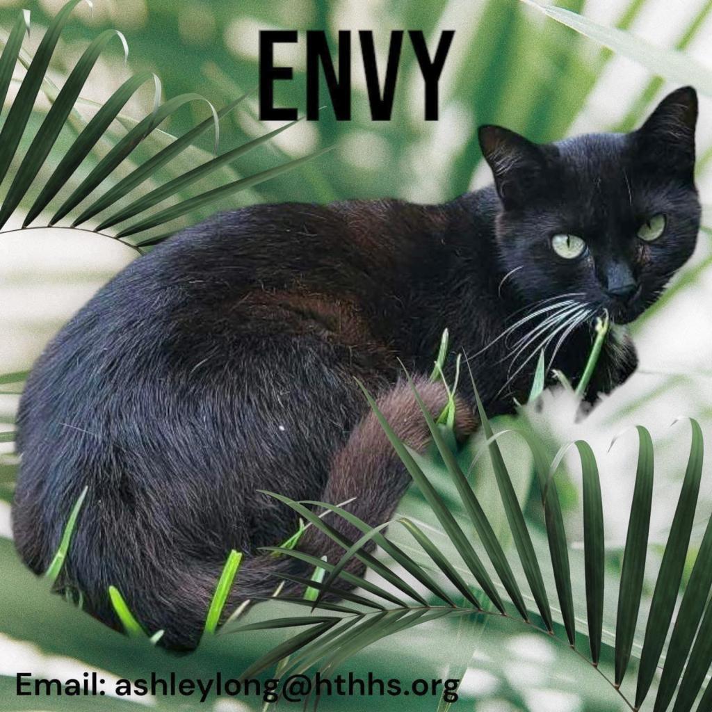 Enlarge Envy, a Adoptable Bombay in Nashville, GA image 2/2