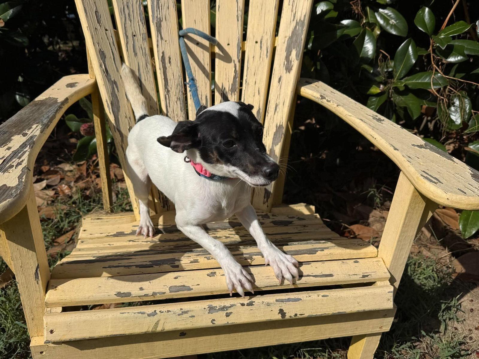 Precious, Adoptable, Young Female Mixed Breed.