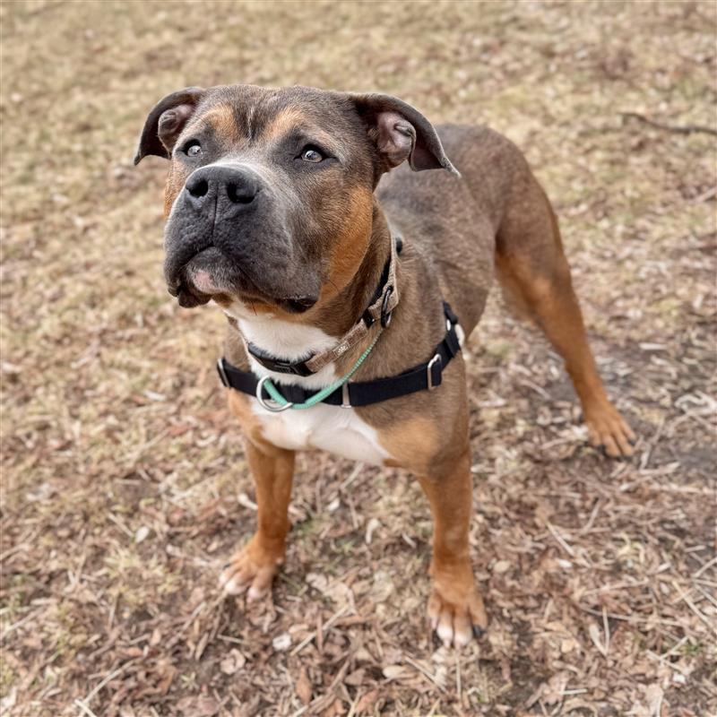 Enlarge Bay Waves, a ADOPTABLE Mixed Breed in Midland, MI image 3/4