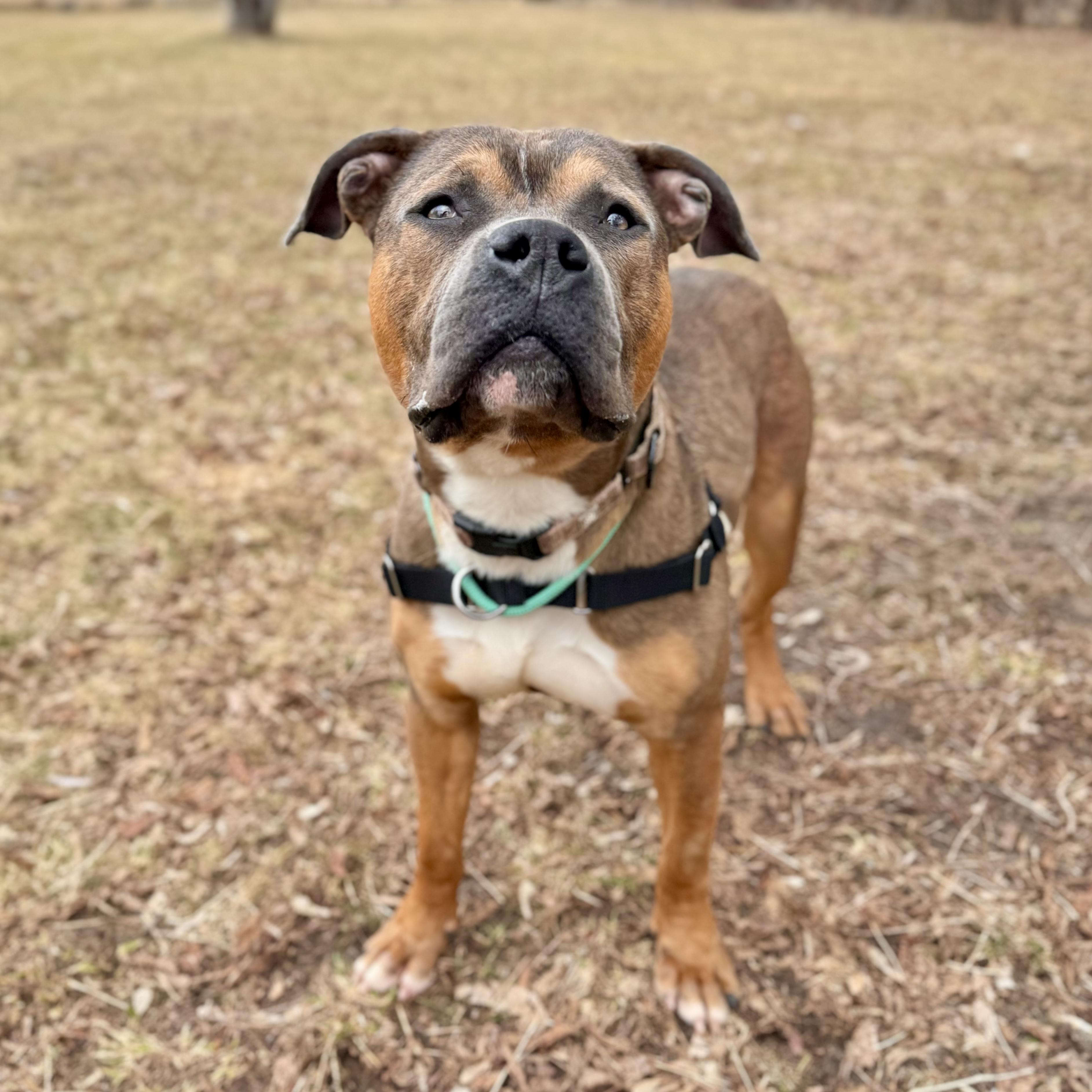 Enlarge Bay Waves, a ADOPTABLE Mixed Breed in Midland, MI image 1/4
