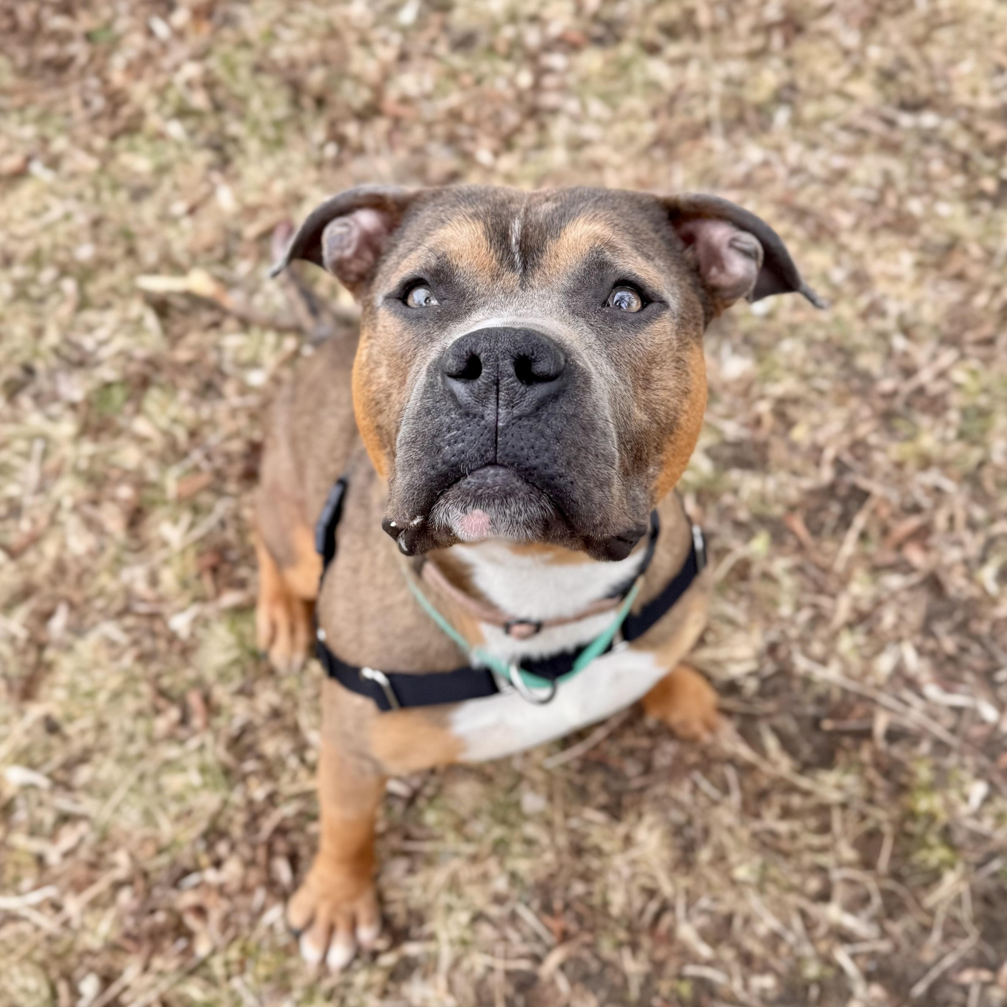 Enlarge Bay Waves, a ADOPTABLE Mixed Breed in Midland, MI image 4/4