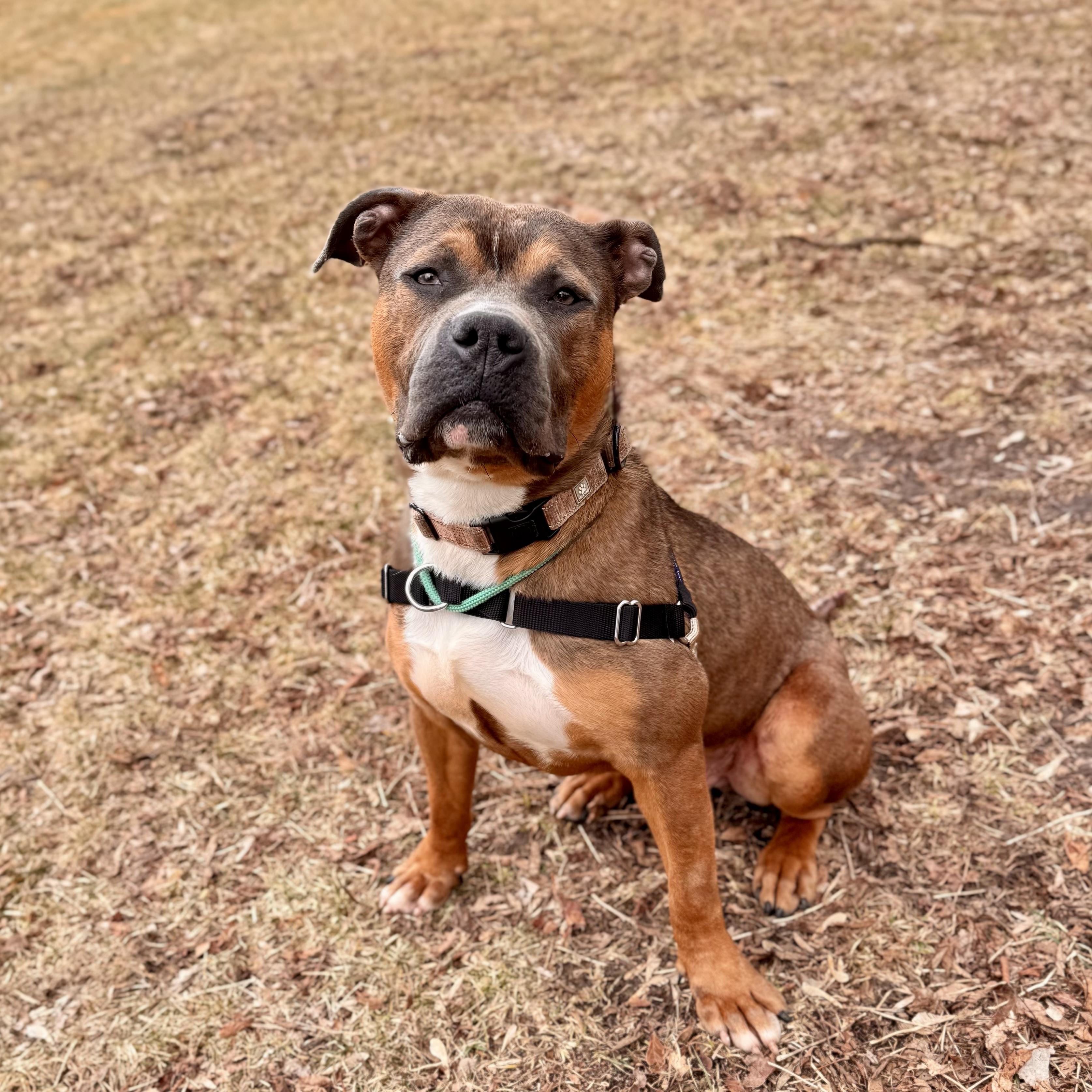 Enlarge Bay Waves, a ADOPTABLE Mixed Breed in Midland, MI image 2/4