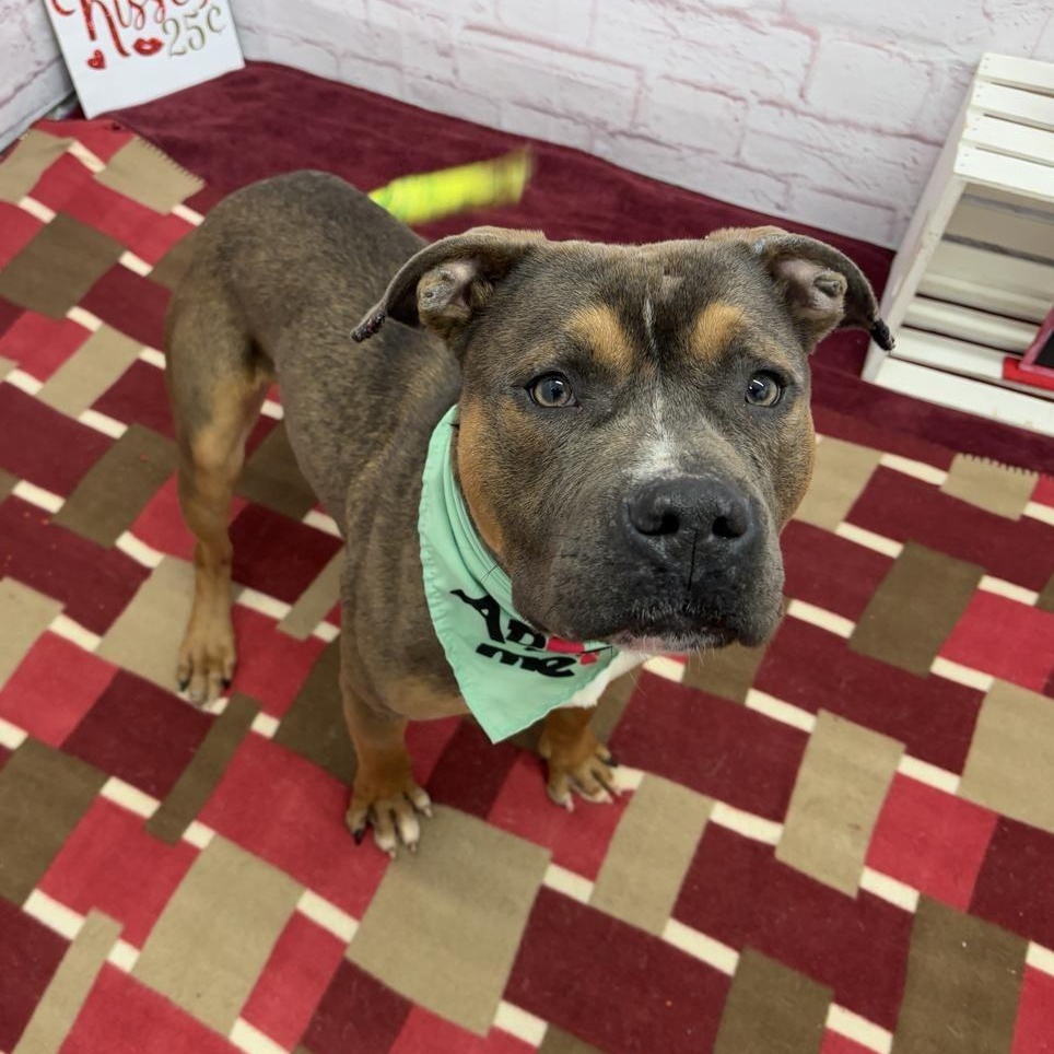 Enlarge Bay Waves, a ADOPTABLE Mixed Breed in Midland, MI image 1/1