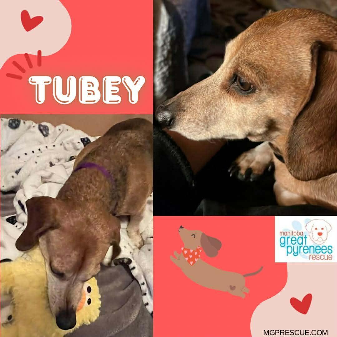 Enlarge Tubey, a ADOPTABLE Dachshund in New Bothwell, MB image 1/1