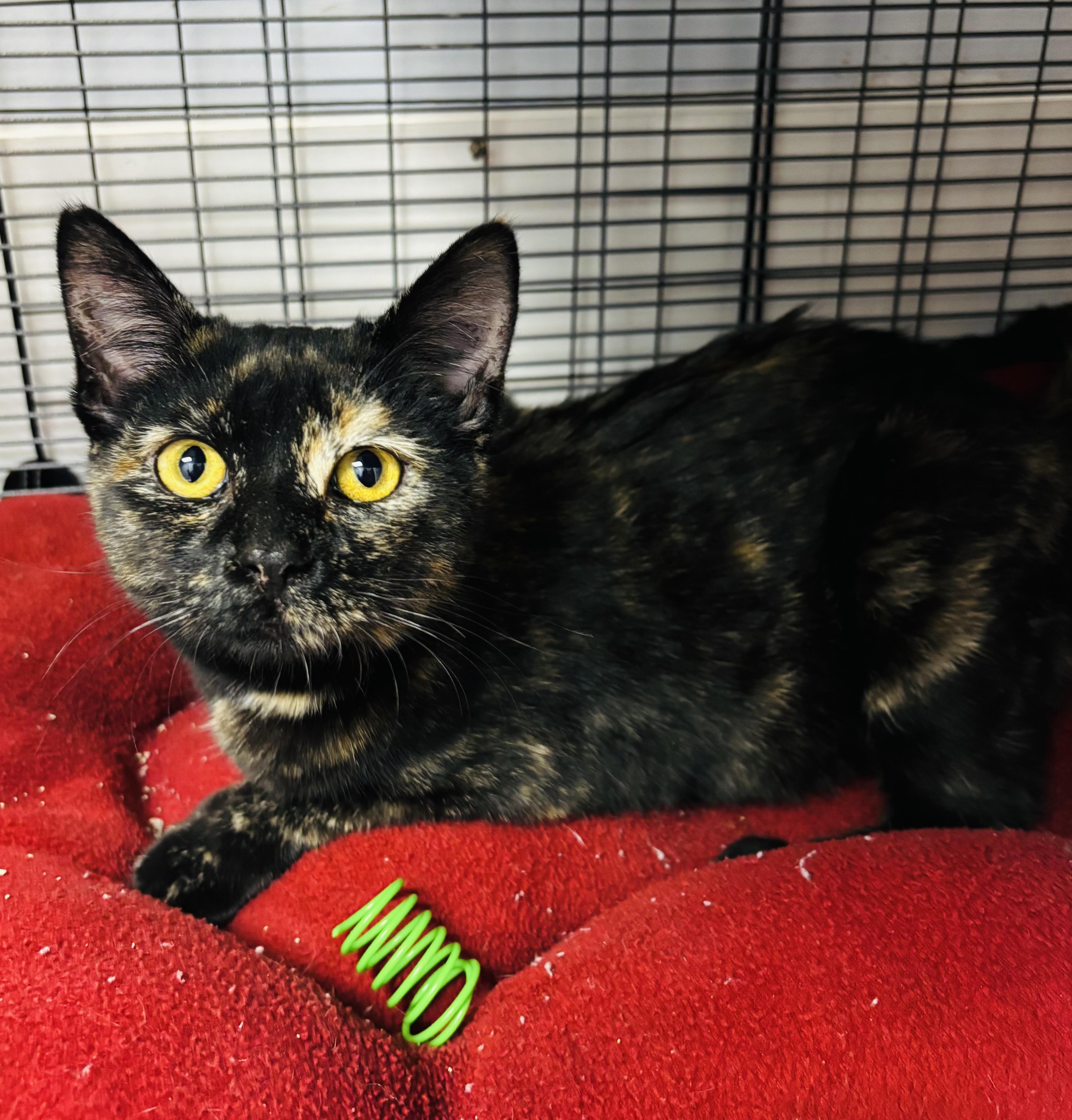 Lucy, ADOPTABLE, Young Female Tortoiseshell.