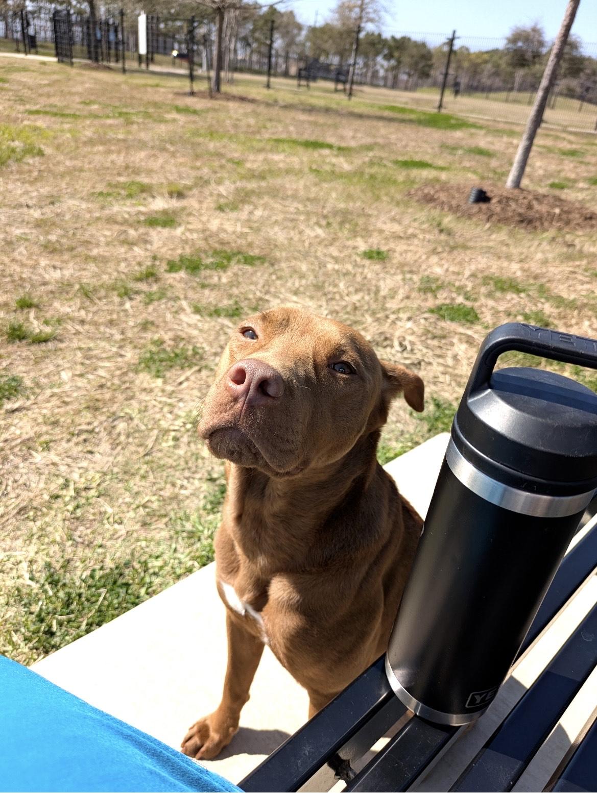 mocha