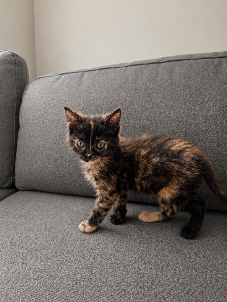 Tinkerbell, Adoptable, Kitten Female Domestic Medium Hair.