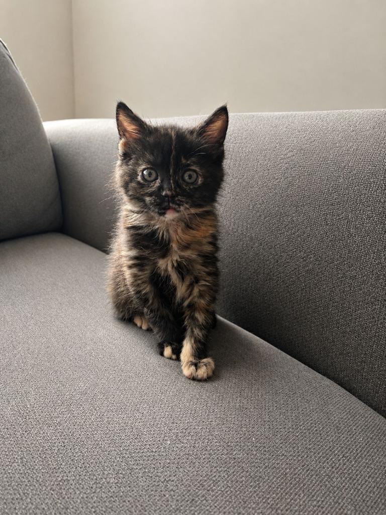 Enlarge Tinkerbell, a Adoptable mixed breed in Calgary, AB image 2/2