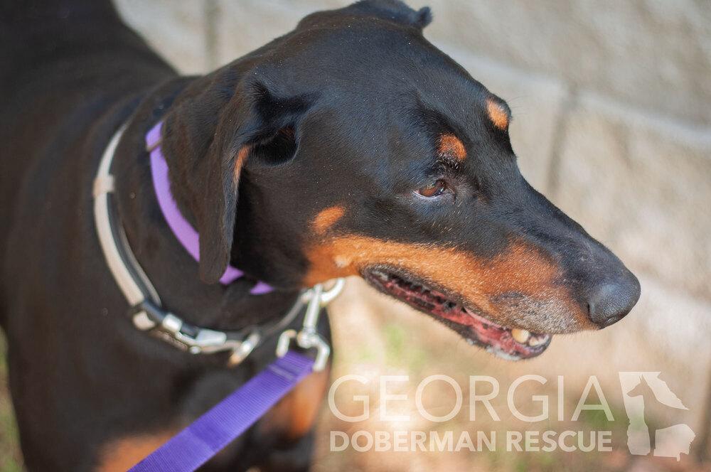 Jussie, a Adoptable Doberman Pinscher in Douglasville, GA image 1/5