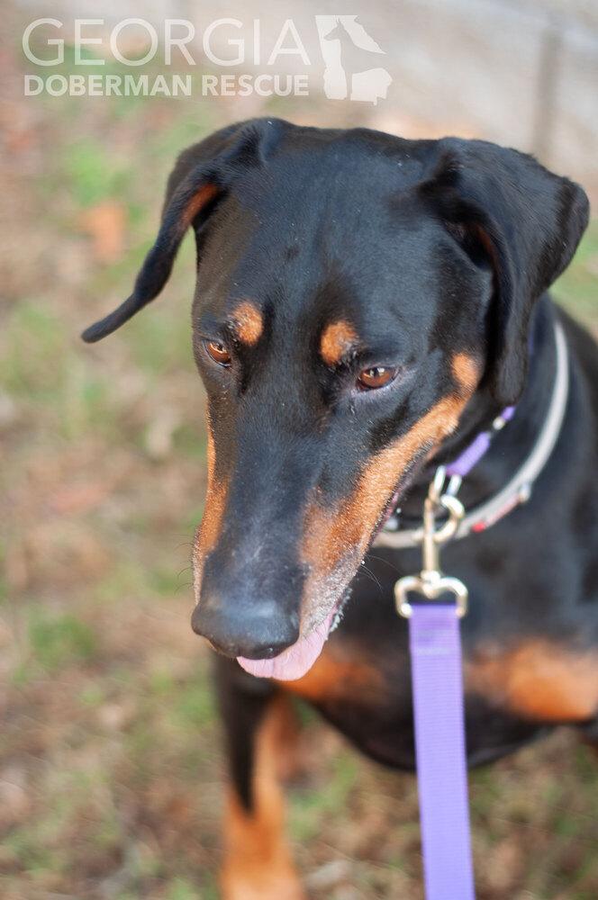 Jussie, a Adoptable Doberman Pinscher in Douglasville, GA image 2/5