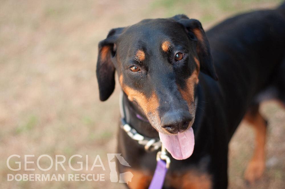 Jussie, a Adoptable Doberman Pinscher in Douglasville, GA image 3/5