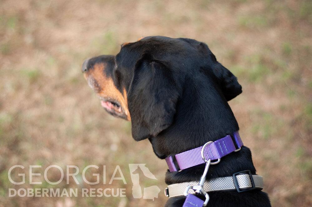 Jussie, a Adoptable Doberman Pinscher in Douglasville, GA image 4/5