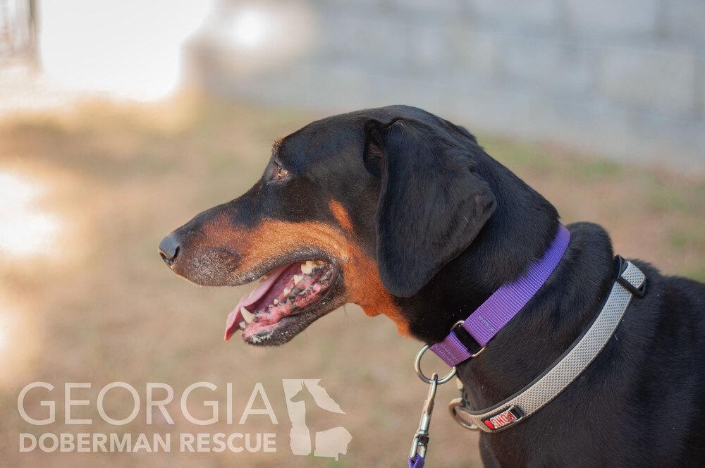 Jussie, a Adoptable Doberman Pinscher in Douglasville, GA image 5/5