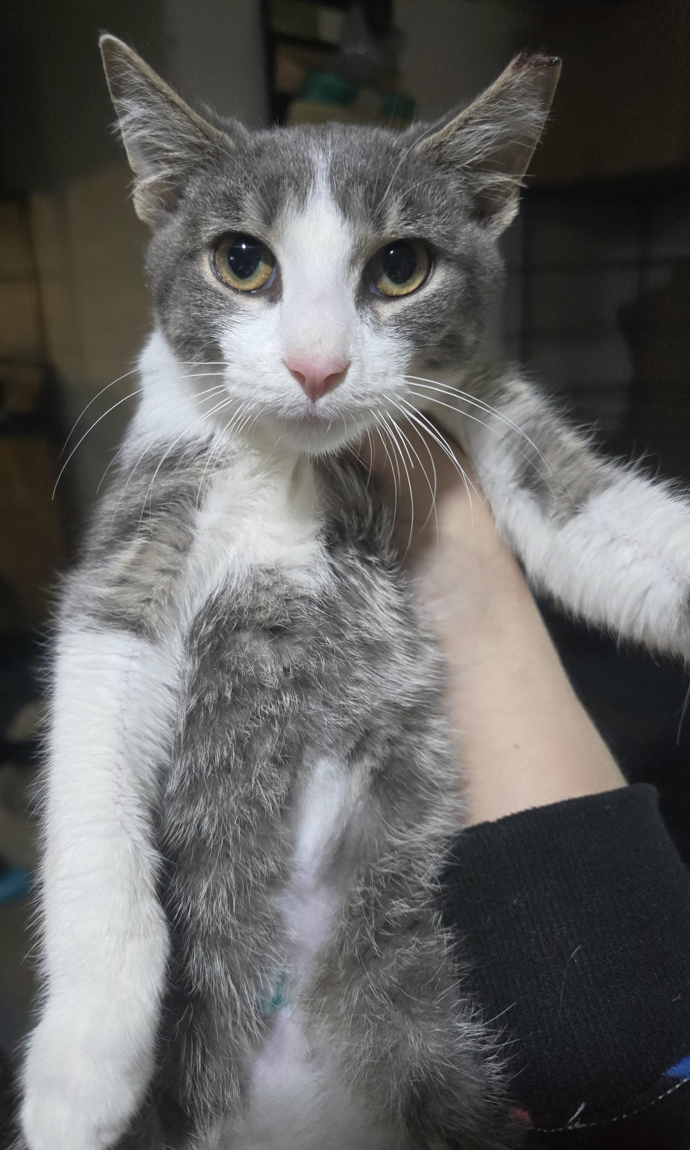 Enlarge Little Benjamin Button, a Adopted Domestic Short Hair in Elizabeth, PA image 4/6