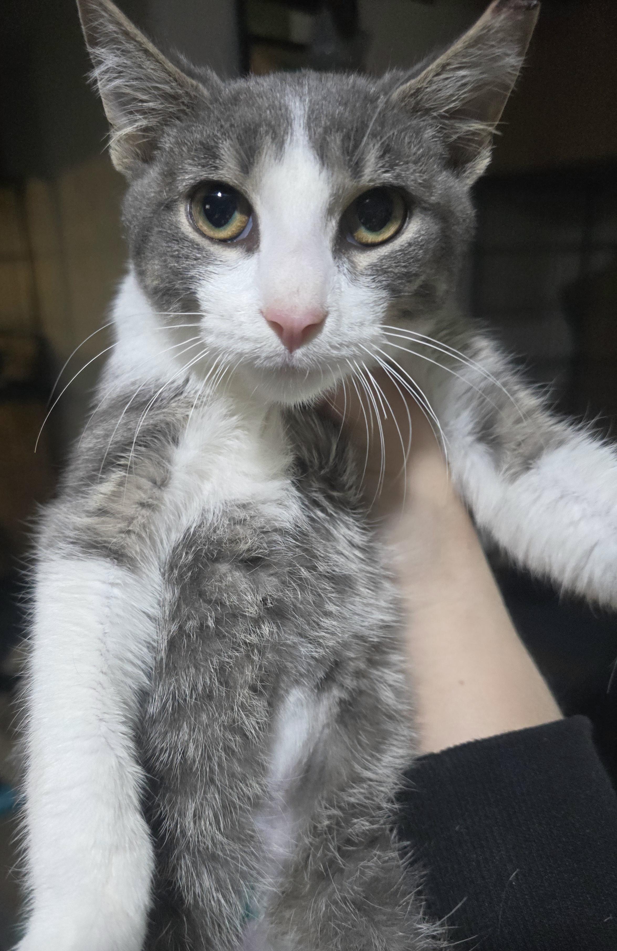 Enlarge Little Benjamin Button, a Adopted Domestic Short Hair in Elizabeth, PA image 5/6