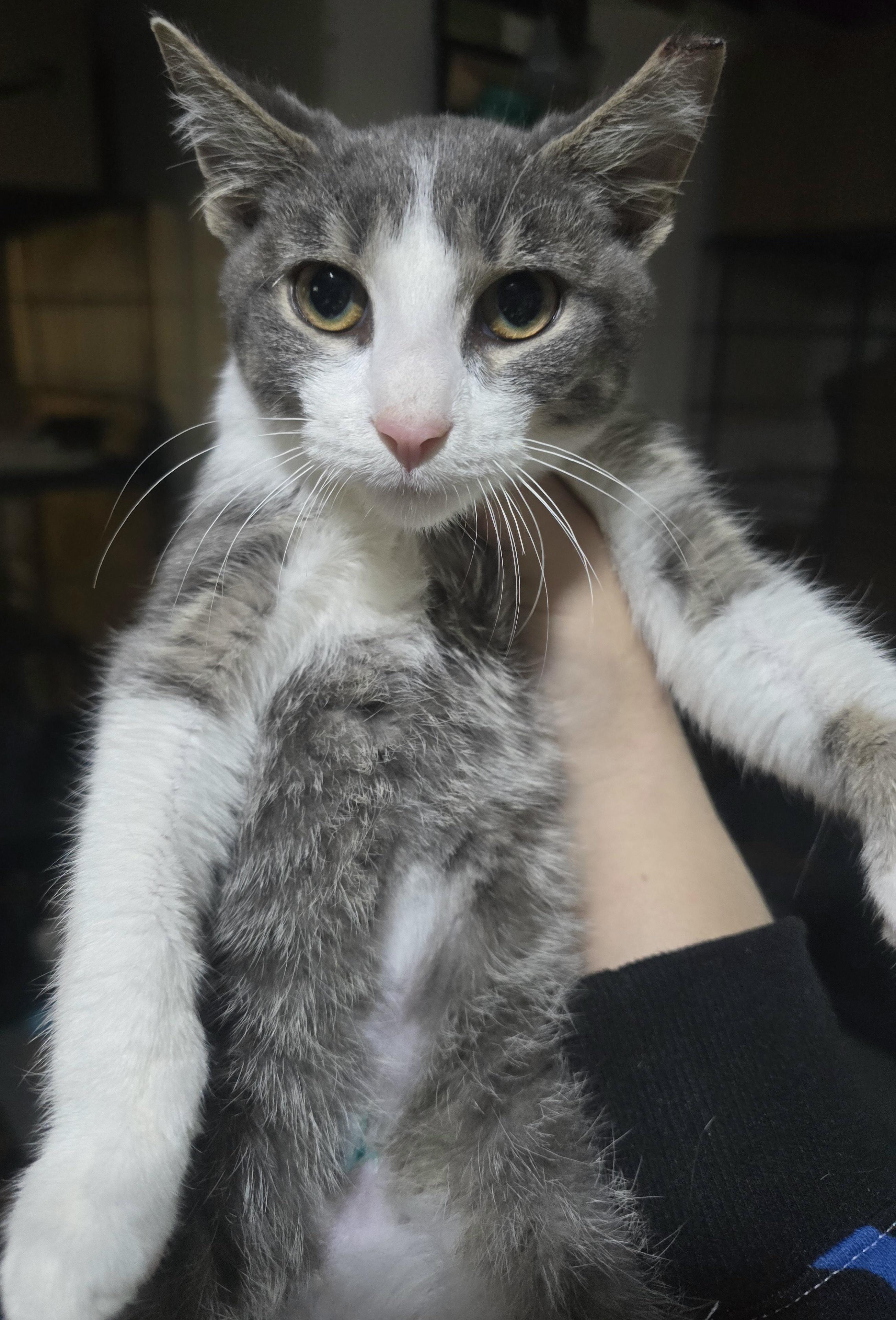 Enlarge Little Benjamin Button, a Adopted Domestic Short Hair in Elizabeth, PA image 6/6