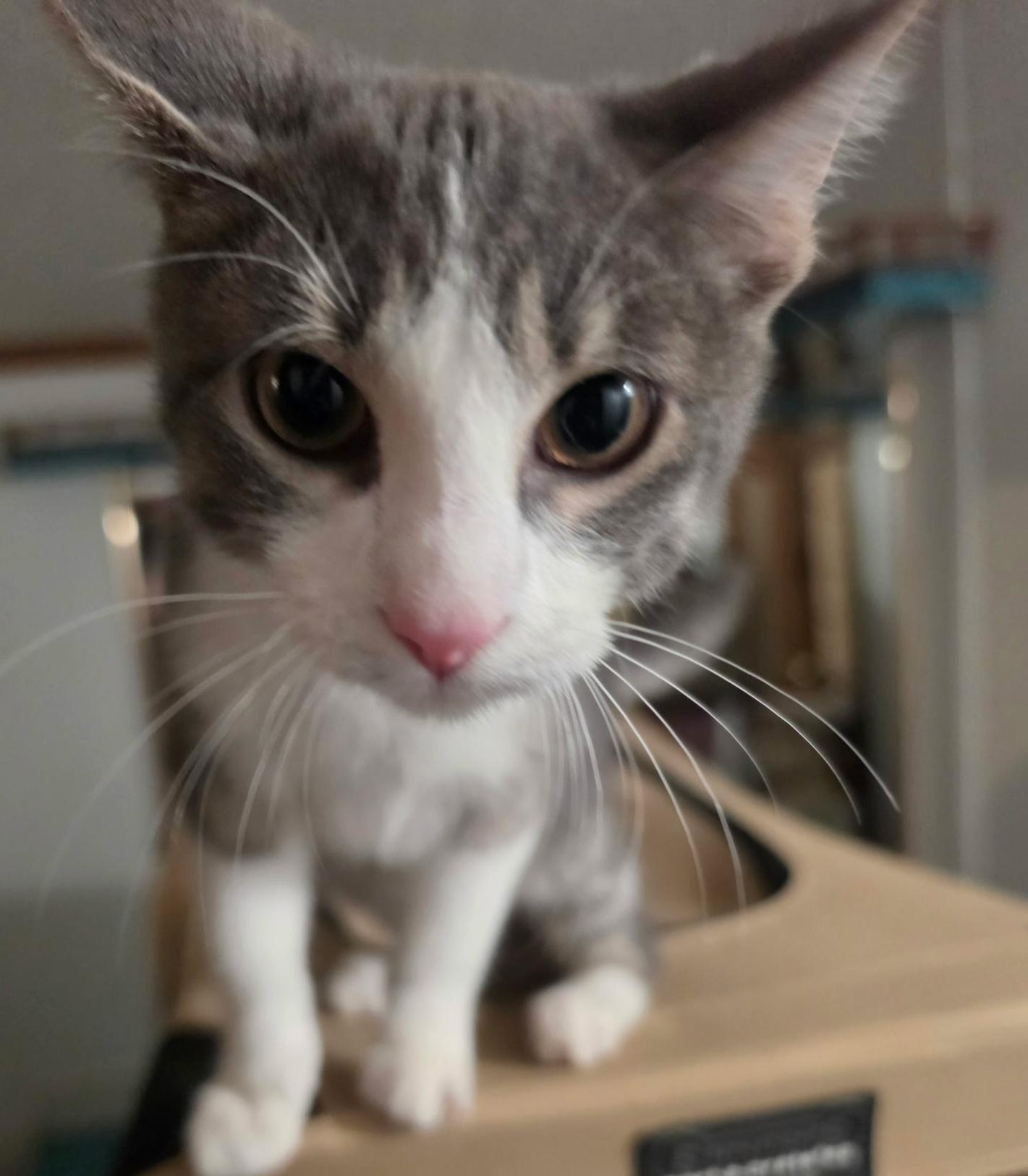 Enlarge Little Benjamin Button, a Adopted Domestic Short Hair in Elizabeth, PA image 2/6