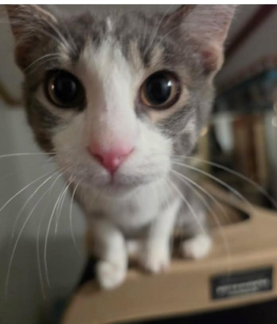 Enlarge Little Benjamin Button, a Adopted Domestic Short Hair in Elizabeth, PA image 3/6