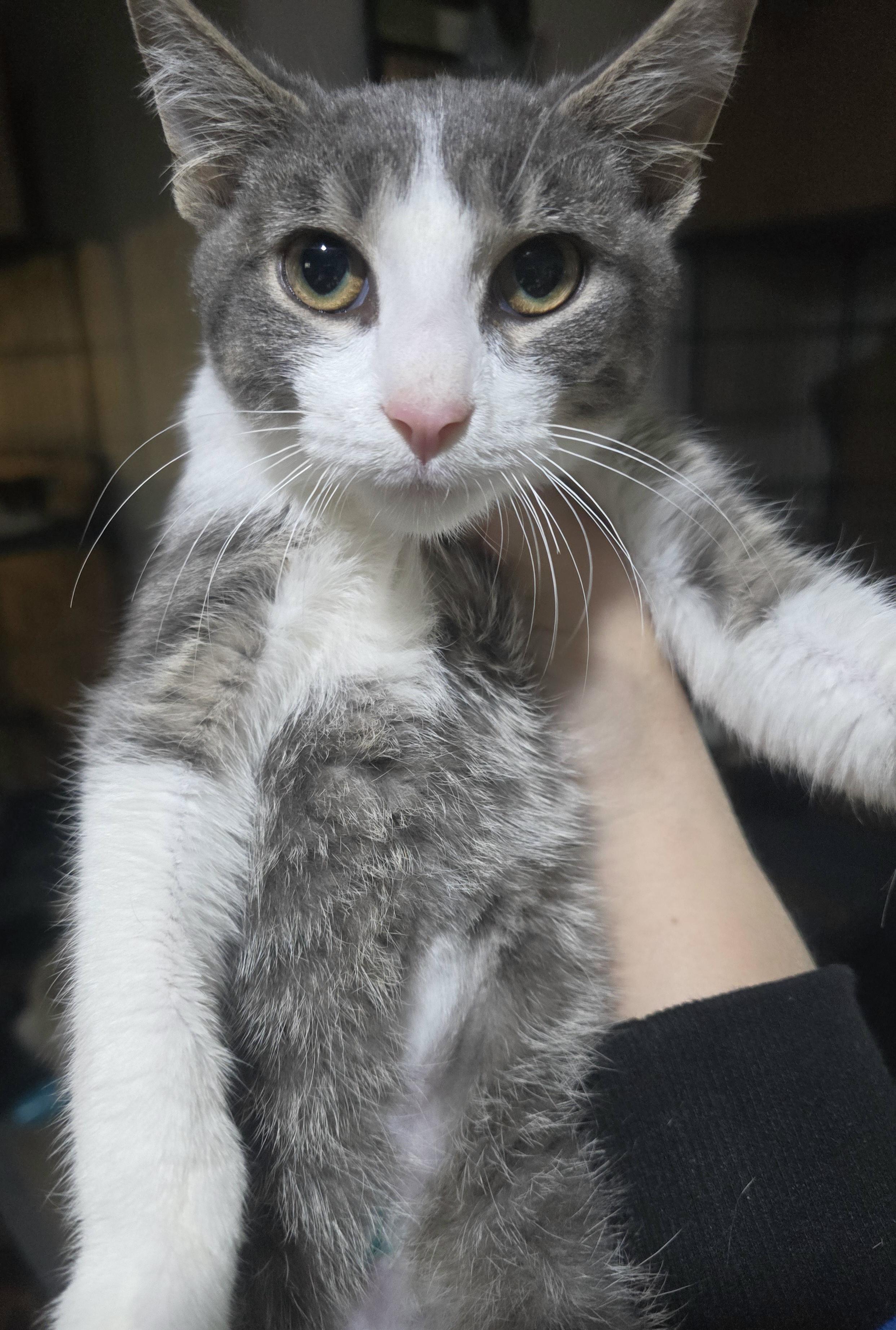 Little Benjamin Button, Adopted, Kitten Male Domestic Short Hair.