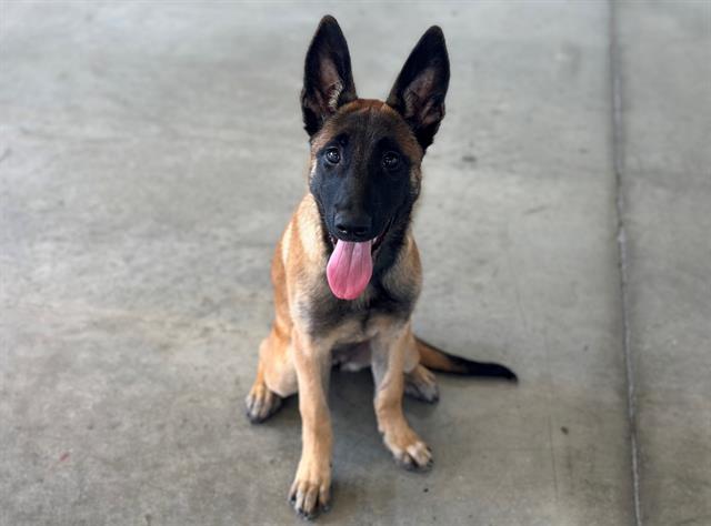 Enlarge TASIA, a Adoptable mixed breed in Santa Clara, CA image 1/1