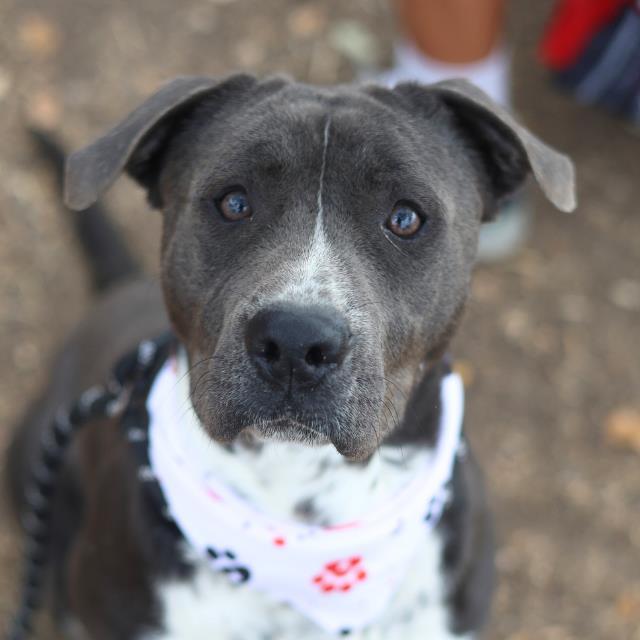 Enlarge HERCULES, a Adoptable mixed breed in San Antonio, TX image 1/1