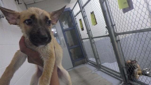 JERRY, Adoptable, Puppy Male Mixed Breed.