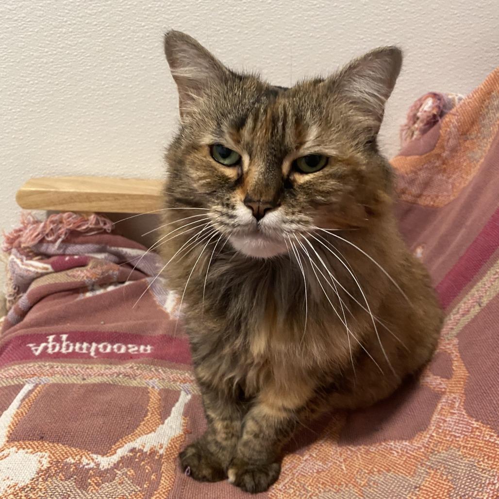 Enlarge Kiwi, a Adoptable Domestic Long Hair in Manchester, CT image 1/6