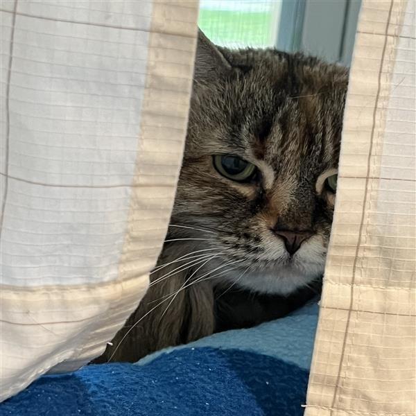 Enlarge Kiwi, a Adoptable Domestic Long Hair in Manchester, CT image 2/6