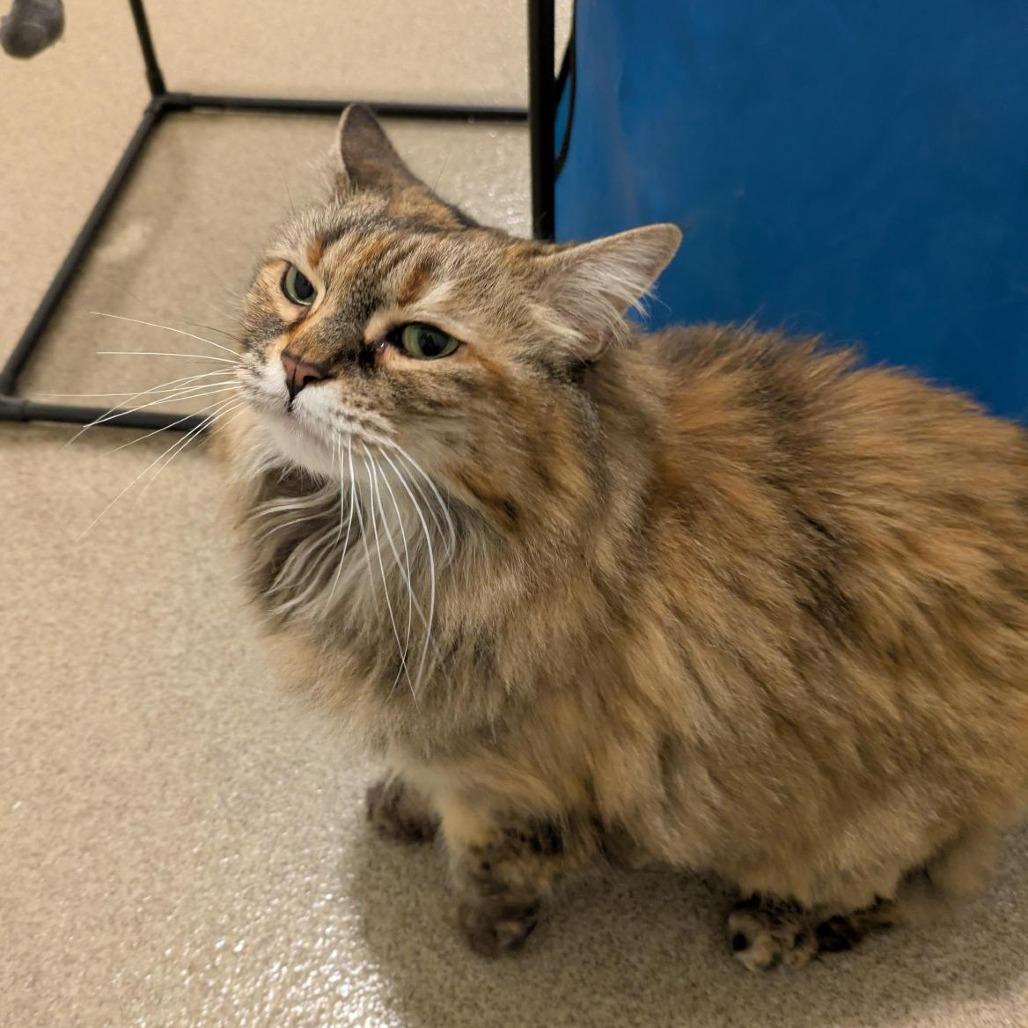 Enlarge Kiwi, a Adoptable Domestic Long Hair in Manchester, CT image 3/6