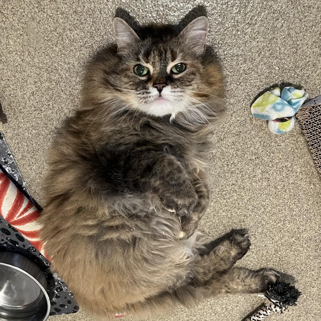 Enlarge Kiwi, a Adoptable Domestic Long Hair in Manchester, CT image 4/6