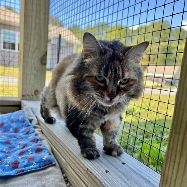 Enlarge Kiwi, a Adoptable Domestic Long Hair in Manchester, CT image 5/6