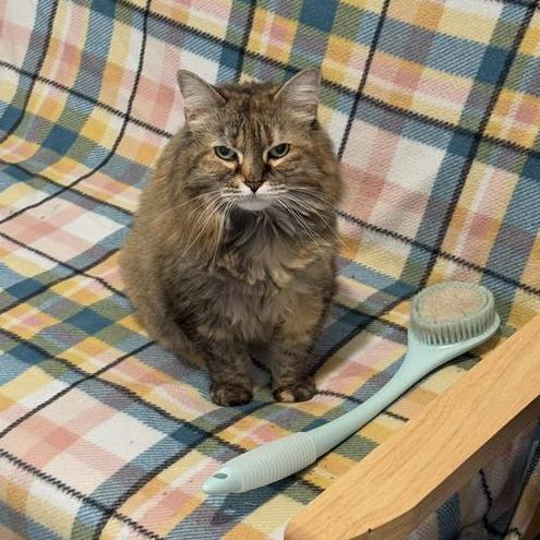 Enlarge Kiwi, a Adoptable Domestic Long Hair in Manchester, CT image 6/6