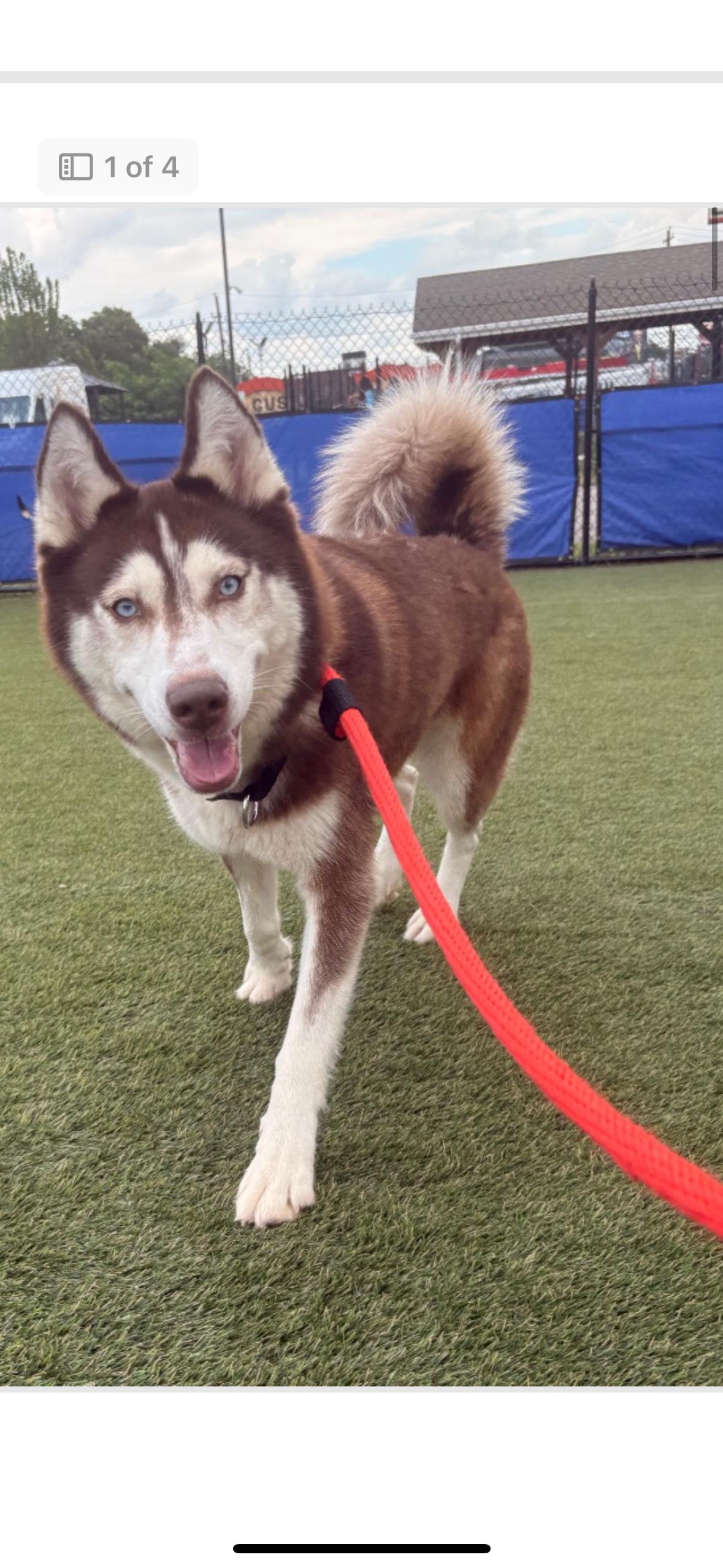 Seneca, Adoptable, Adult Female Siberian Husky.