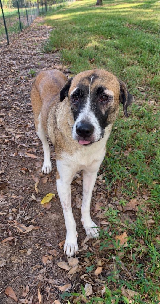 Enlarge Calypso, a Adoptable mixed breed in Princeton, MA image 4/6