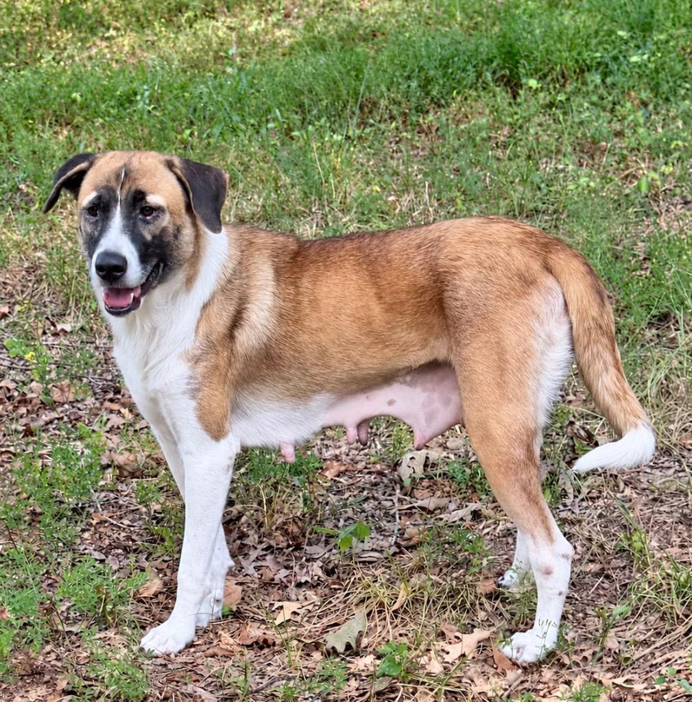 Enlarge Calypso, a Adoptable mixed breed in Princeton, MA image 5/6
