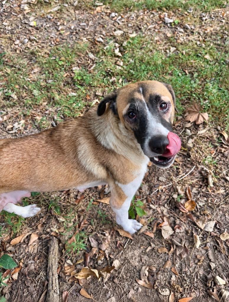 Enlarge Calypso, a Adoptable mixed breed in Princeton, MA image 6/6